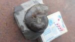 leioceras