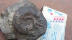 leioceras вроде
