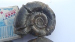 Eurystomiceras или Nannolytoceras