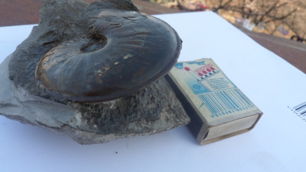 аммониты, Ammonites, Dorsetensia