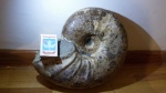 Parahoplites
