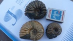 Parahoplites ранений
