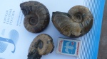 tetragonites
