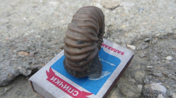 аммониты, прижизненные повреждения, Acanthohoplites, ammonoid sublethal injuries