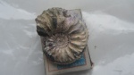 cardioceras cordatum