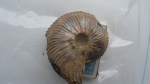 cardioceras praecordatum [scarburgiceras]