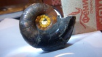 Lytoceras малыш