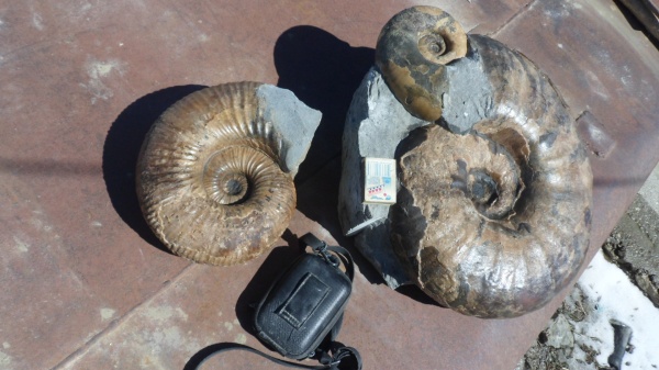 аммониты, Epicheloniceras, Parahoplites, Lytoceras