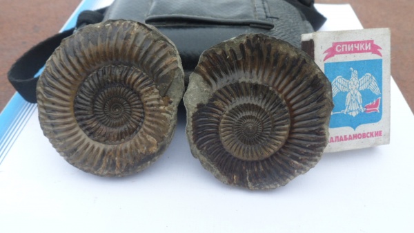 аммониты, Parkinsonia
