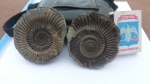 parkinsonia и его гнездо