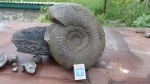 паркинсанид крупняк