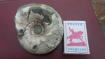 Euryptychites sp