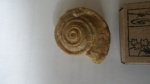 Гастропода Omphalotrochus