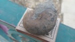 Phyllopachyceras с рубашкой