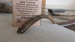Leptoceras