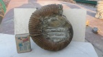 условно Macroscaphites