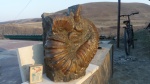 Pseudocrioceras