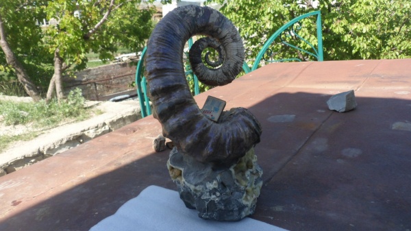 гетероморфные аммониты, Audouliceras, нижний апт, Ancyloceratidae, heteromorph ammonites