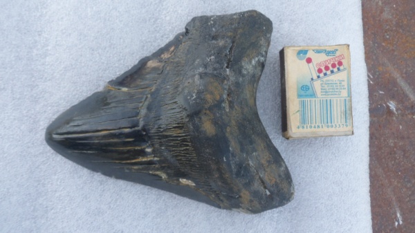 рыбы, акулы, Megalodon