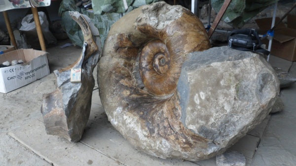 аммониты, Lytoceras, воротники