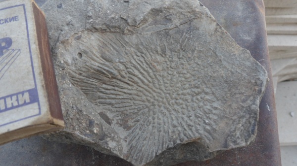 Benthosuchus, лабиринтодонты, Benthosuchidae