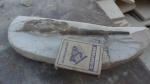 saurichthys