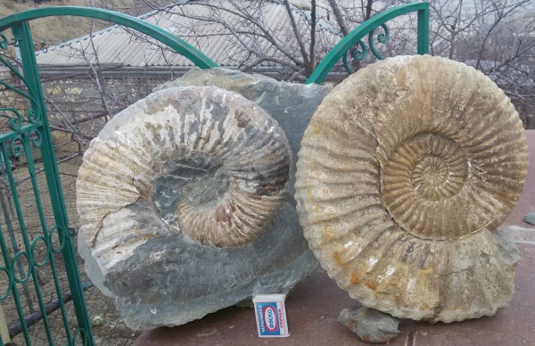 аммониты, Epicheloniceras, Acanthohoplites
