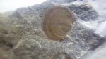 брахиопод Linnarssonia