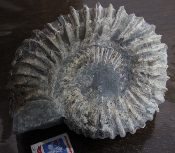 аммониты, Douvilleiceras, нижний апт