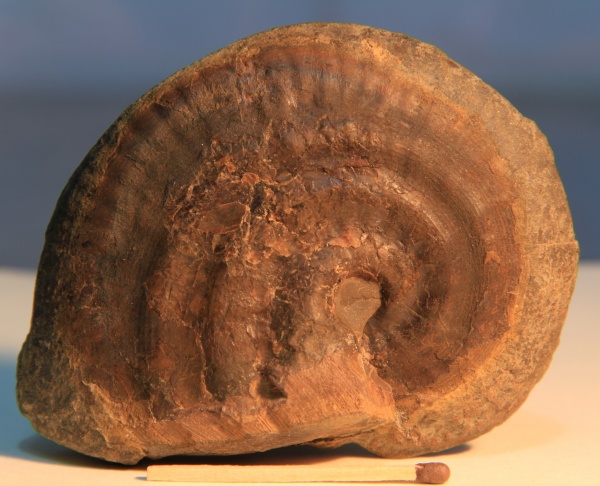 аммониты, Strigoceras, Strigoceras truellei