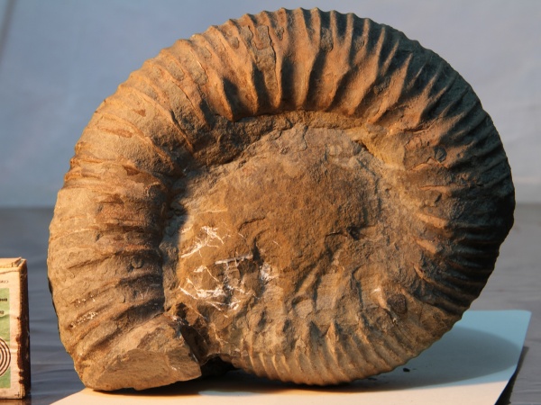 аммониты, Stephanoceras, Kumatostephanus