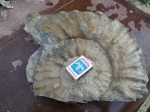 Mortoniceras