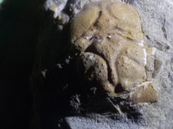 крабы, Prosopidae