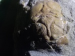 краб Prosopidae