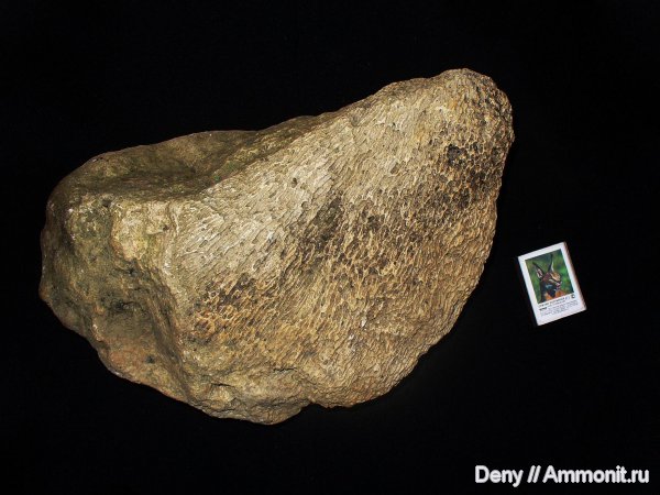 окаменелости, кораллы, Ульяновск, р. Волга, Fossils