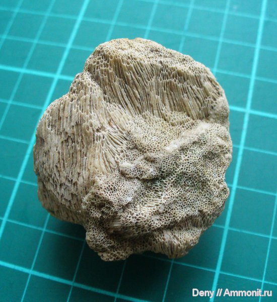 губки, хететес, Chaetetes, Рязанская область, Касимовский район, Сорокино