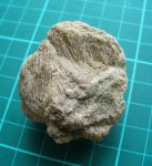 Chaetetes 1