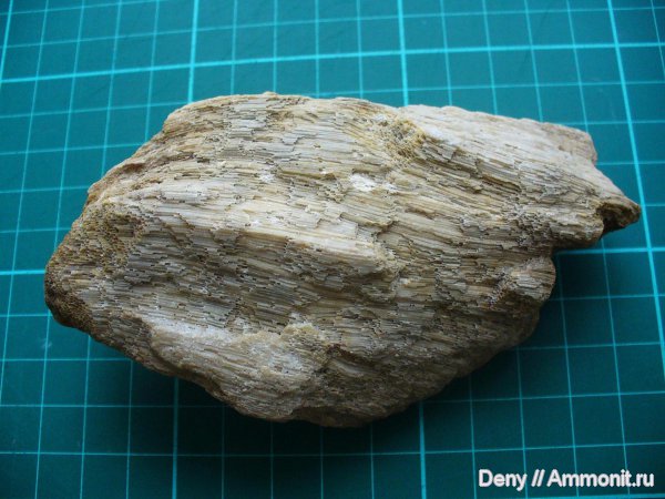 губки, хететес, Chaetetes, Рязанская область, Касимовский район, Сорокино