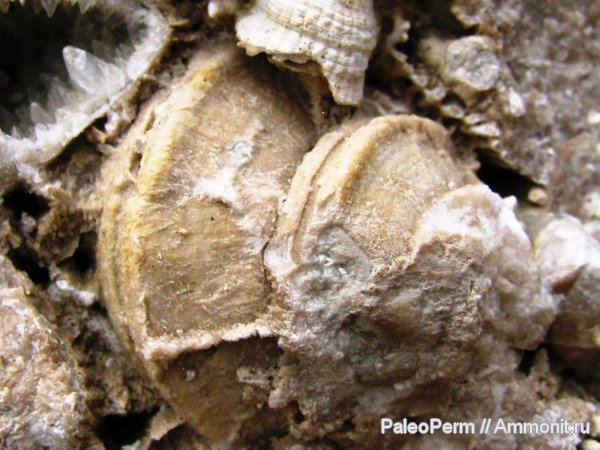 пермский период, артинский риф, Пермский край, Permian