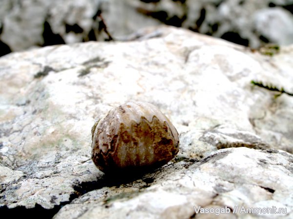 Rhynchonellida