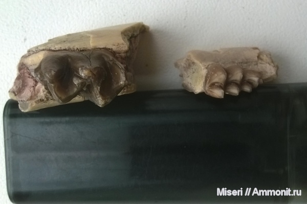 Mesohippus и Leptomeryx