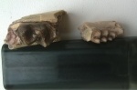 Mesohippus и Leptomeryx