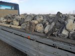 сбор окаменелого дерева в прошлые выходные
