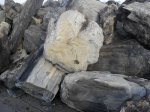 сбор окаменелого дерева в прошлые выходные, вид с торца, годовые кольца