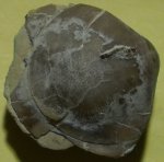 Брахиопода и серпула