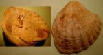 Двустворчатый  моллюск  с  агрессорами