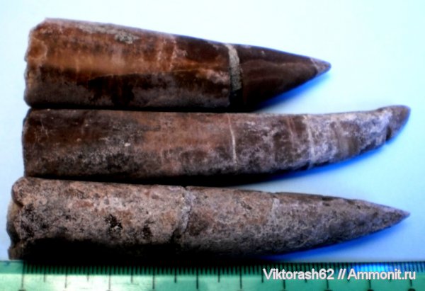 белемниты, юра, головоногие моллюски, мезозой, Mesoteuthis, Jurassic, belemnites