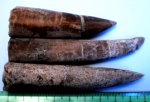 Ростры  белемнитов Mesoteuthis spp.
