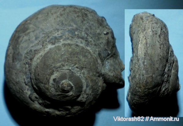 гастроподы, силур, палеозой, брюхоногие моллюски, Silurian