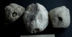 Морские ежи Holectypoida? Морские ежи Holectypoida?